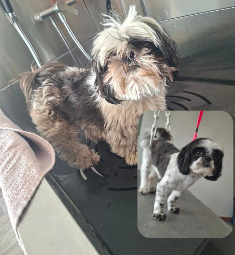 Shih Tzu — avant/après toilettage