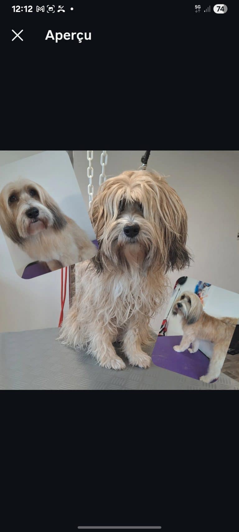 Terrier tibétain — avant/après toilettage