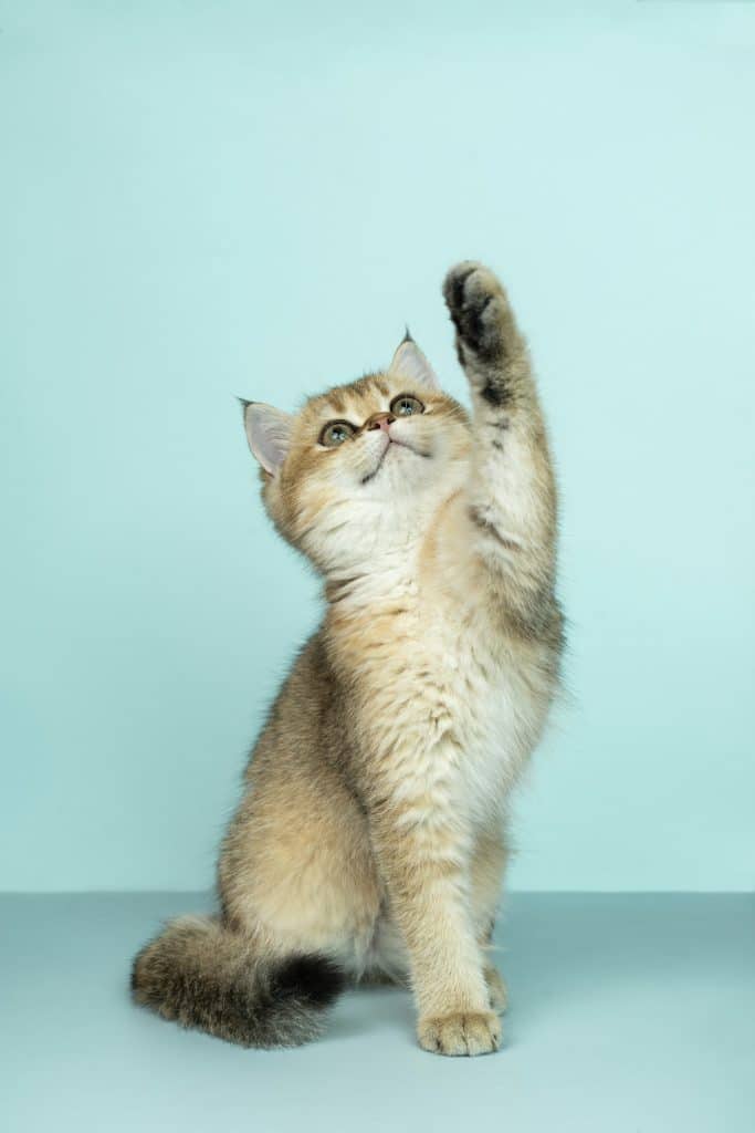 Chaton British Shorthair golden en séance de toilettage félin