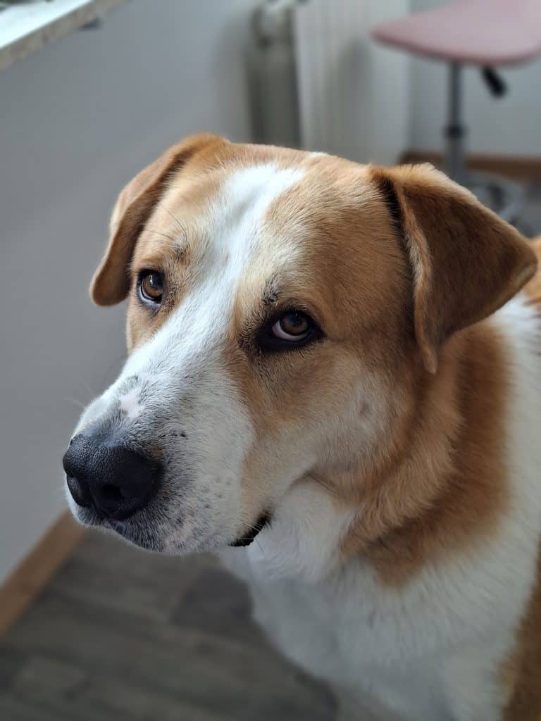 Beagle bringé heureux après son toilettage chez Beauty Dog & Cat
