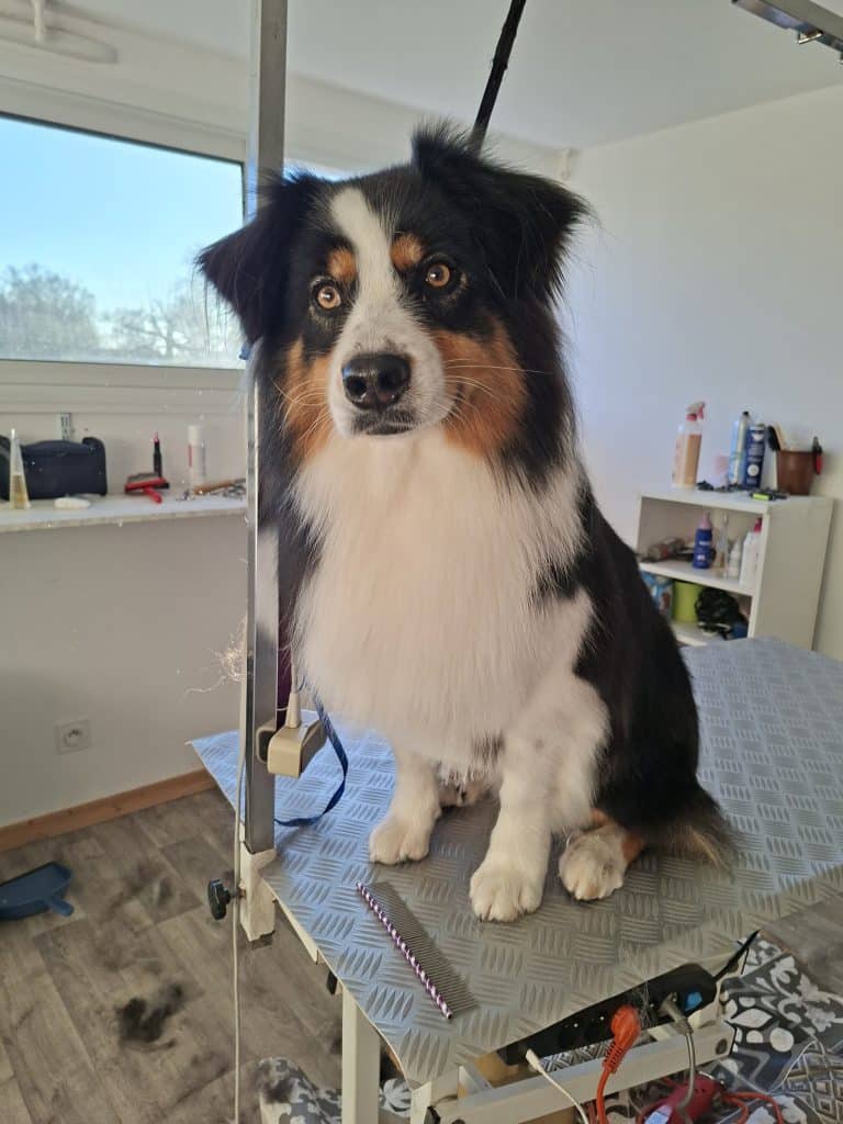 Border collie tricolore lors d'une séance de toilettage chez Beauty Dog & Cat à Commequiers