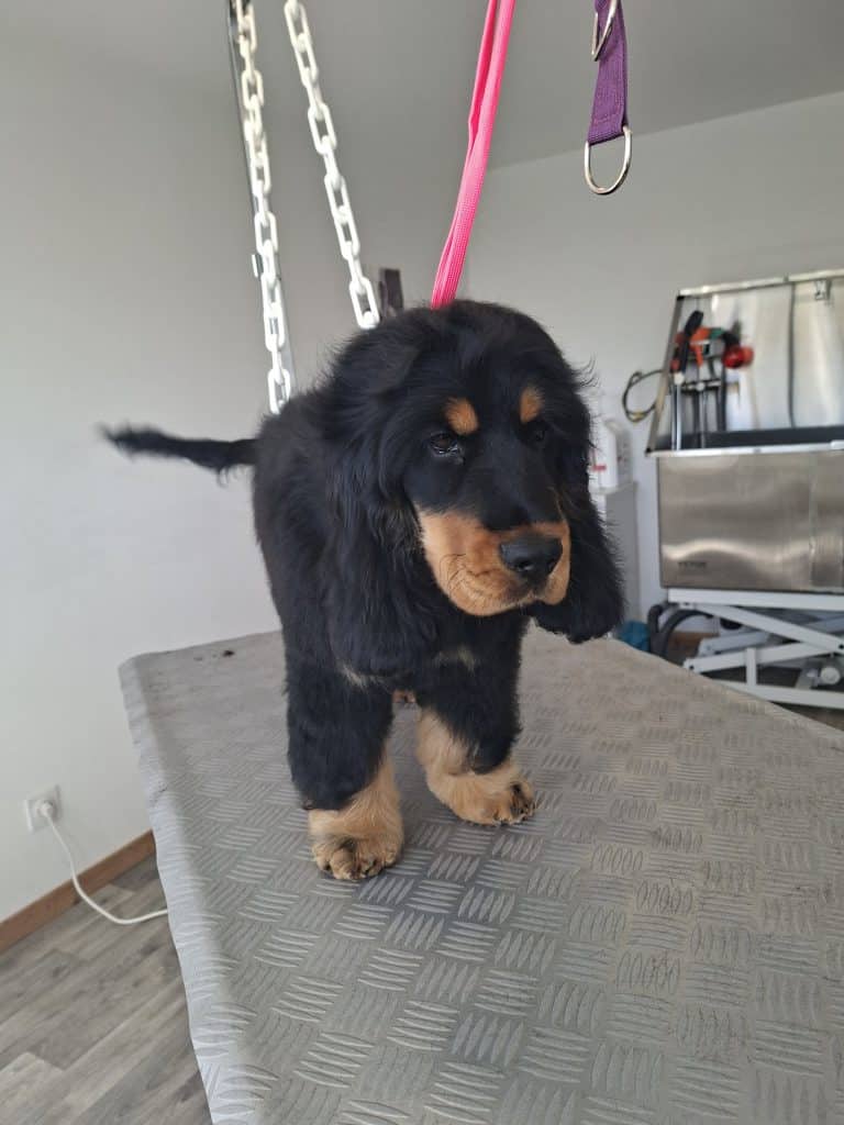 Petit chiot noir et feu