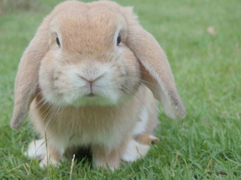Lapin bélier roux dans l'herbe — toilettage NAC professionnel