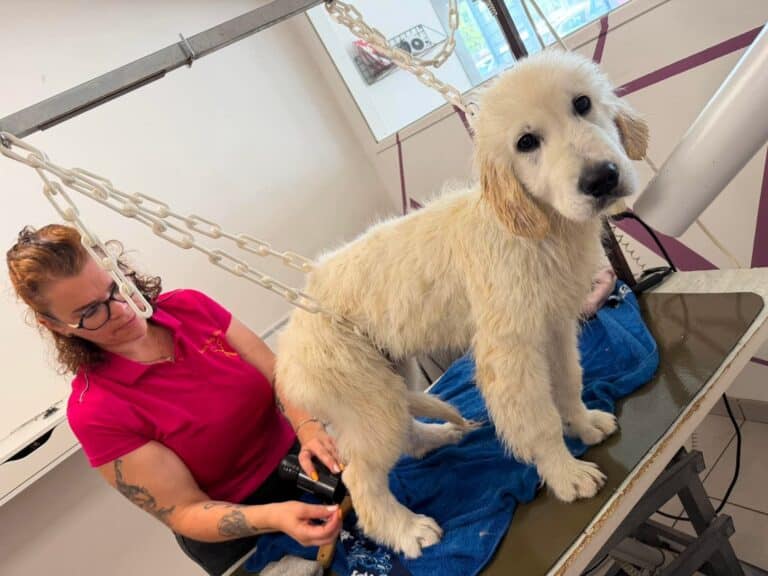 brushing chien
