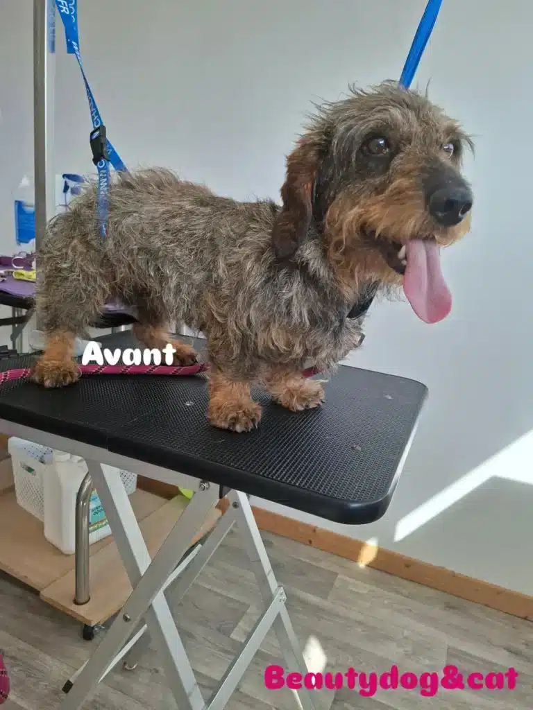 tonte chien avant