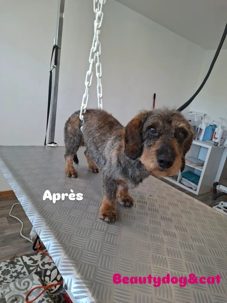 tonte chien après