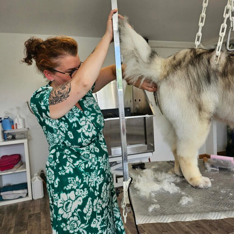 coupe chien